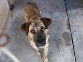 Rocco blickt hoffnungsvoll in seine Zukunft!