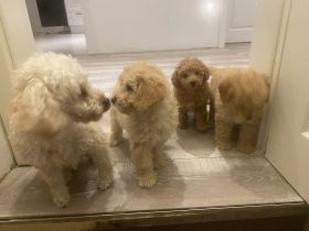 Zwergpudelwelpe sucht liebevolles Zuhause