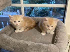 Reinrassige Maincoonbabys