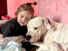 NEUE Welpen 19.12.24 sind da.. die reinrassigen Dogo Argentinos mit Ahnenpass