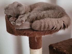 Wunderschöne graue Katze abzugeben