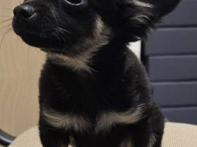 Wunderschöner reinrassiger Chihuahua Rüde in schwarz tricolor