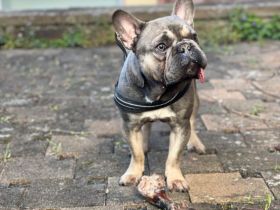 Lucky sucht zuhause für immer