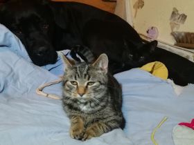 Katzenbaby kitten kleine Prinzessin