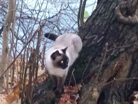 wunderschöne Siamkatze