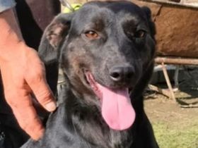 Lujzi sucht ein Zuhause