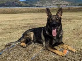 Deutsche Schäferhundin, DDR-Blutlinie, Hündin