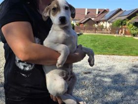 Wer schenkt Schlumi ein liebevolles Für-Immer-Zuhause?