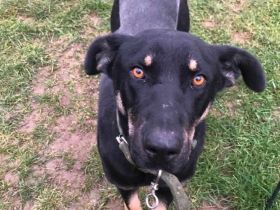 Fröhlich und lebhaft: unser Pittorino