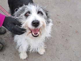 Herzenshund Fluffi sucht ihre Familie