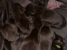 Wunderschöne Labrador X Deutschkurzhaar Welpen