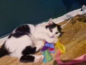 Katzen Katze BKH/EKH