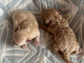 Maltipoo Hundebabys