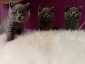 BKH Kitten in Blau