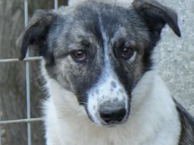 Ranja, geb. ca. 11/2023, lebt in GRIECHENLAND, auf einer privaten Pflegestelle