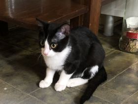 Katzen Britisch-Kurzhaar-Mix (BKH)