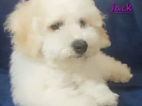 Bichon frisé Welpen aus Vereinszucht