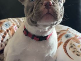 Französische Bulldoggen Welpen