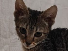 Raola, geb. ca. 07/2024, leben in GRIECHENLAND, auf einer Pflegestelle