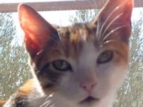 Lucinda, geb. ca. 04/2024, lebt in GRIECHENLAND, auf einer privaten Pflegestelle