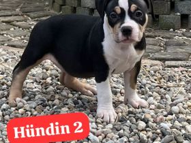 Very important Bully's (  Pocket Bullys )