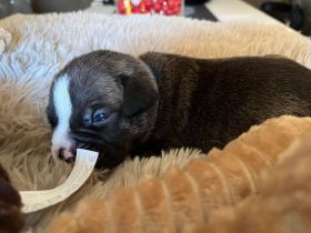 Very important Bully's (  Pocket Bullys )