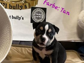 Very important Bully's (  Pocket Bullys )