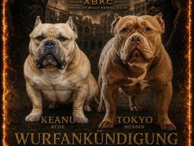 Very important Bully's (  Pocket Bullys )