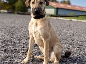 Kaya - Sehnsucht nach einem Zuhause