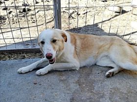Tilly,  sucht ein Kuschelkörbchen