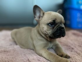 Freiatmende Französische Bullldoggen Welpen in Sonderfarbe