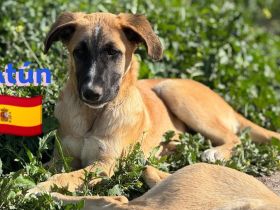 Soria, Silvia, und Atún  09/24 - kleine Findlinge suchen Zuhause