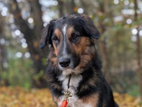 Goofy möchte endlich ankommen