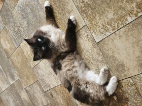 Heilige Birma Deckkater