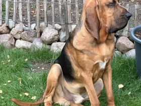 Bloodhound - Chien Saint Hubert