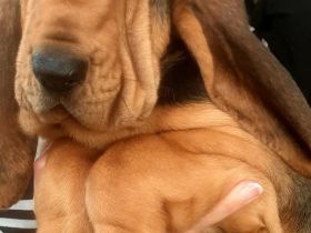 Bloodhound - Chien Saint Hubert Welpen