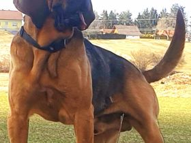 Bloodhound - Chien Saint Hubert Welpen