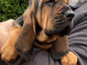 Bloodhound - Chien Saint Hubert Welpen