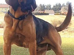 Bloodhound - Chien Saint Hubert