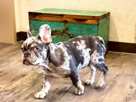 Kerngesunder Frenchie Welpe