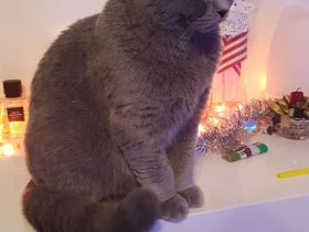 BKH Kater grau...8 Monaten