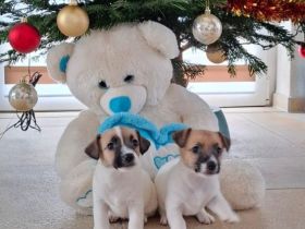 Jack Russell Terrier Welpen