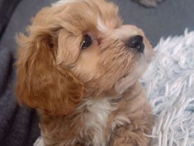 Maltipoo Welpe