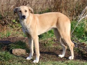 Zarte Angie sucht ein geduldiges Zuhause