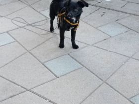 Jack Russel Mischling