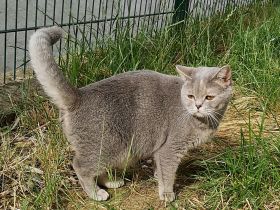 BKH Kitten aus liebevoller Hobbyzucht mit Stammbaum