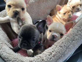 Outstanding litter of French Bulldog Puppies looking for their forever homes