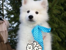 Japanische Spitzwelpen