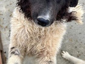 Maja sucht ihr für immer Zuhause