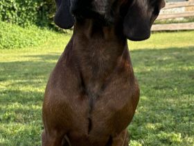 Deckrüde Bayrischer Gebirgsschweißhund